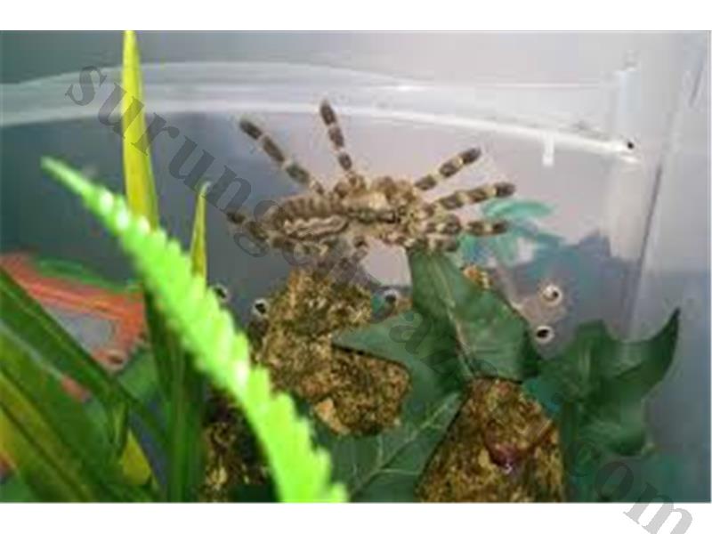 AZ SAYIDA L2 L3 Poecilotheria regalis YAŞAM ALANI YEM TORF DAHİL SADECE 850 TL 